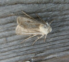 Agrotis ripae