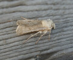 Agrotis ripae
