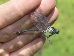 Stenogomphurus rogersi