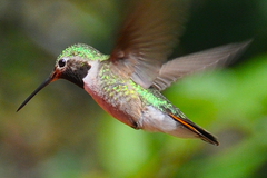 Selasphorus platycercus