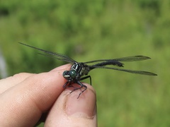 Stenogomphurus rogersi