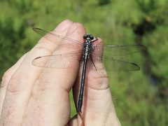 Stenogomphurus rogersi