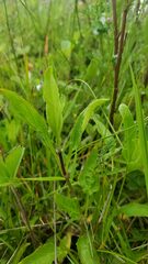 Prunella vulgaris lanceolata