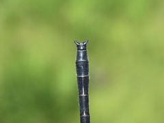 Stenogomphurus rogersi