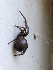 Kukulcania hibernalis