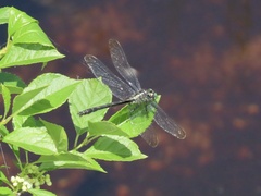 Stenogomphurus rogersi