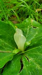 Trillium albidum parviflorum