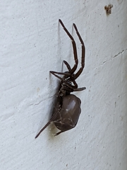 Kukulcania hibernalis