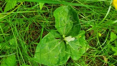 Trillium albidum parviflorum