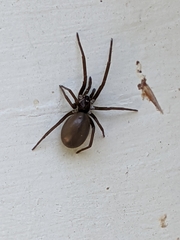 Kukulcania hibernalis