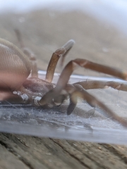 Kukulcania hibernalis