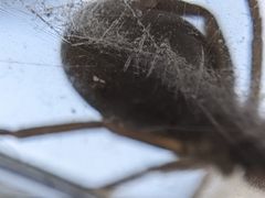 Kukulcania hibernalis