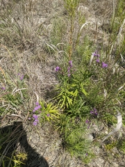 Vernonia × guadalupensis