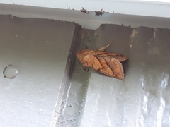 Pyrrhia exprimens