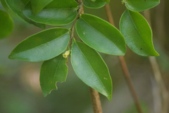 Schoepfia brasiliensis