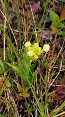 Platanthera blephariglottis