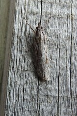 Scoparia indistinctalis