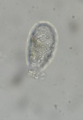 Euglypha tuberculata