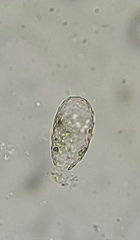 Euglypha tuberculata
