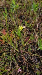 Platanthera blephariglottis