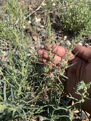 Neokochia americana