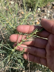 Neokochia americana