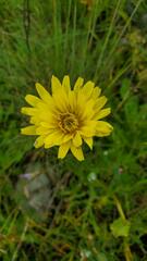 Microseris laciniata