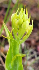 Platanthera blephariglottis