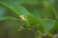 Schoepfia brasiliensis