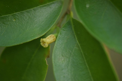 Schoepfia brasiliensis