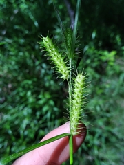 Carex baileyi