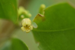 Schoepfia brasiliensis