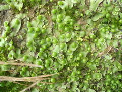 Asterella australis