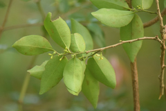 Schoepfia brasiliensis