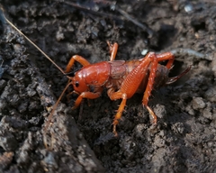 Cratomelus armatus
