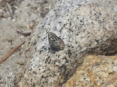 Euphilotes battoides