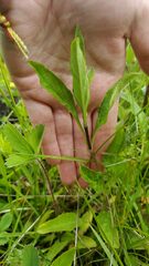 Prunella vulgaris lanceolata