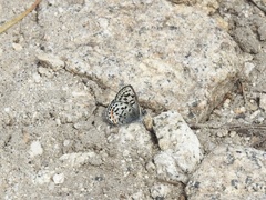 Euphilotes battoides