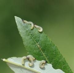 Pristiphora conjugata