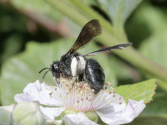 Andrena agilissima