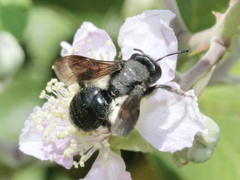 Andrena agilissima