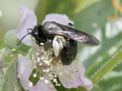 Andrena agilissima