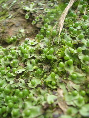 Asterella australis