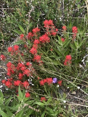 Castilleja martini martini