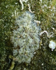 Vallicula multiformis