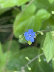 Brunnera orientalis
