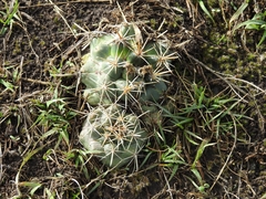 Coryphantha ottonis