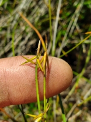 Carex pauciflora