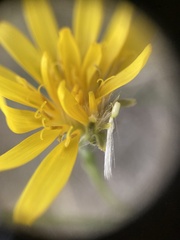 Crepis modocensis