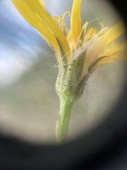 Crepis modocensis